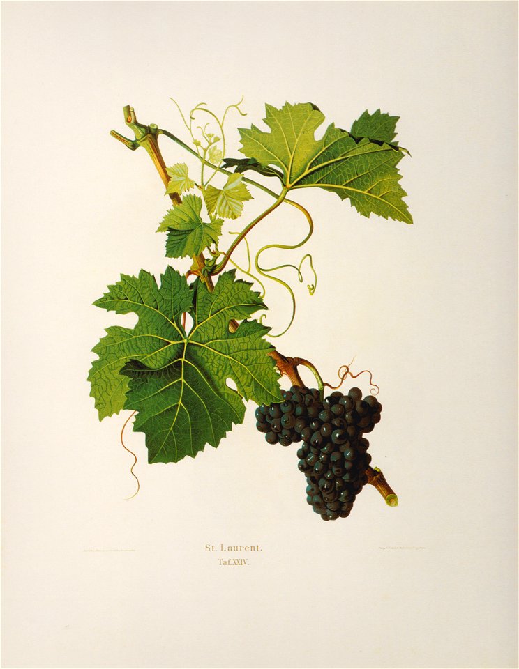 Kreuzer Ampelographie 150 St. Laurent