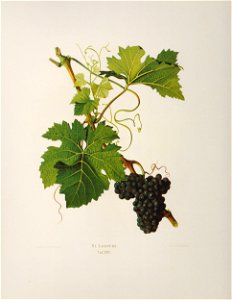 Kreuzer Ampelographie 150 St. Laurent