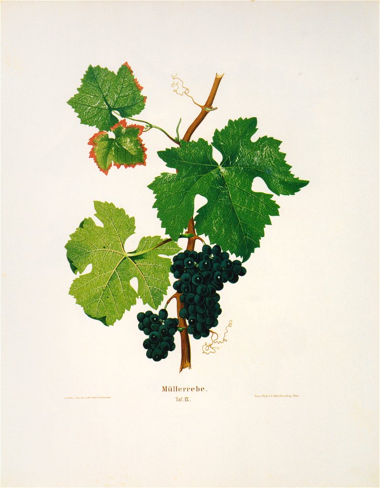 Kreuzer Ampelographie 135 Müllerrebe