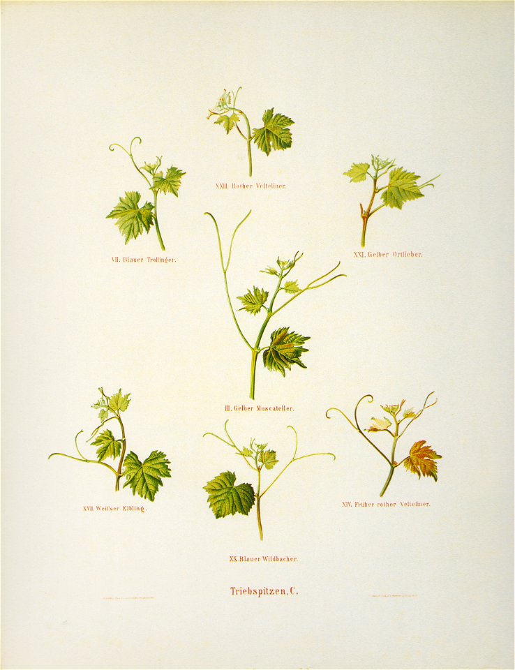 Kreuzer Ampelographie 156 Triebspitzen C