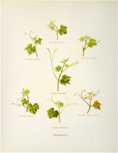 Kreuzer Ampelographie 156 Triebspitzen C