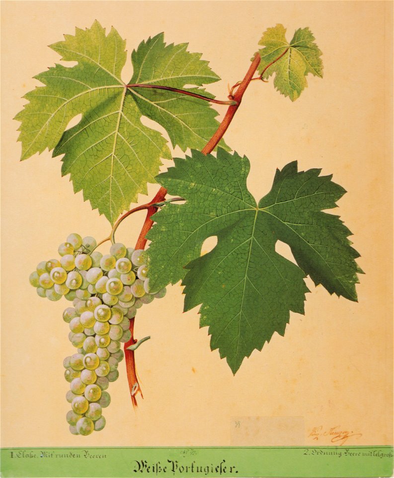 Kreuzer Ampelographie 066 Weiße Portugieser