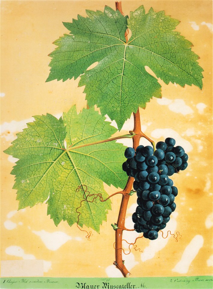 Kreuzer Ampelographie 047 Blauer Muscateller