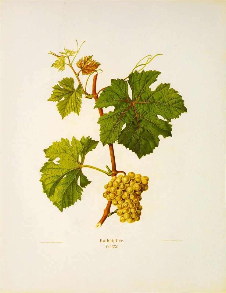 Kreuzer Ampelographie 151 Rothgipfler