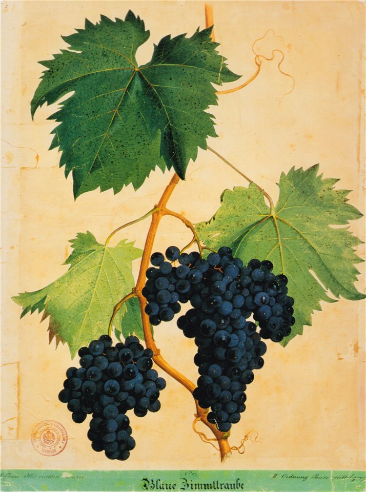 Kreuzer Ampelographie 054 Blaue Zimmettraube