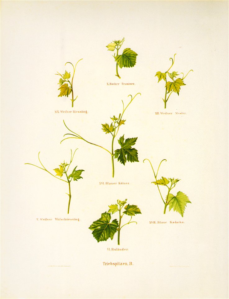 Kreuzer Ampelographie 155 Triebspitzen B