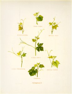 Kreuzer Ampelographie 155 Triebspitzen B