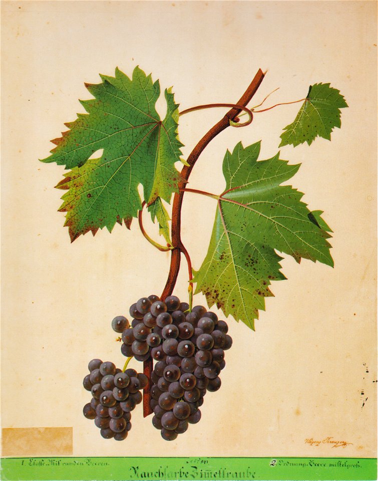 Kreuzer Ampelographie 055 Rauchfarbe Zimmettraube