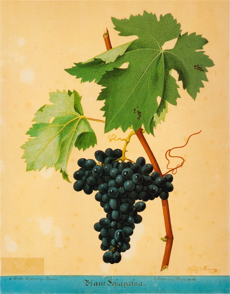 Kreuzer Ampelographie 102 Blaue Schapatna
