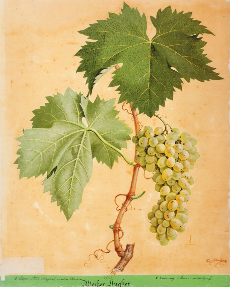 Kreuzer Ampelographie 106 Weißer Augster