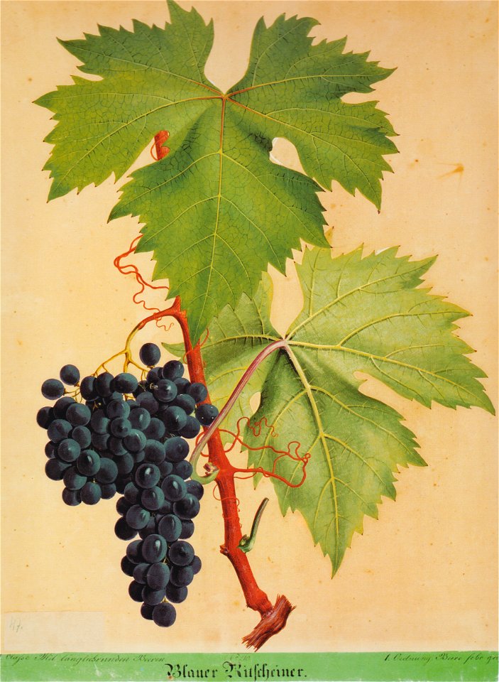Kreuzer Ampelographie 103 Blauer Ritscheiner