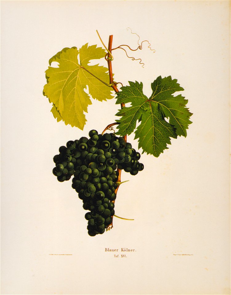 Kreuzer Ampelographie 142 Blauer Kölner