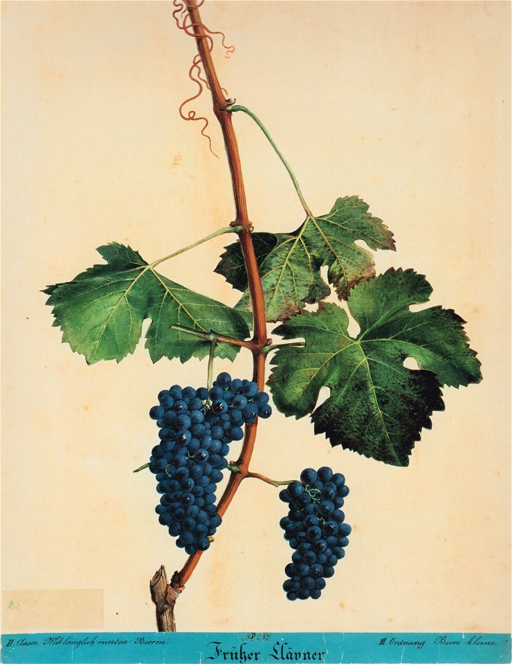 Kreuzer Ampelographie 119 Früher Clävner