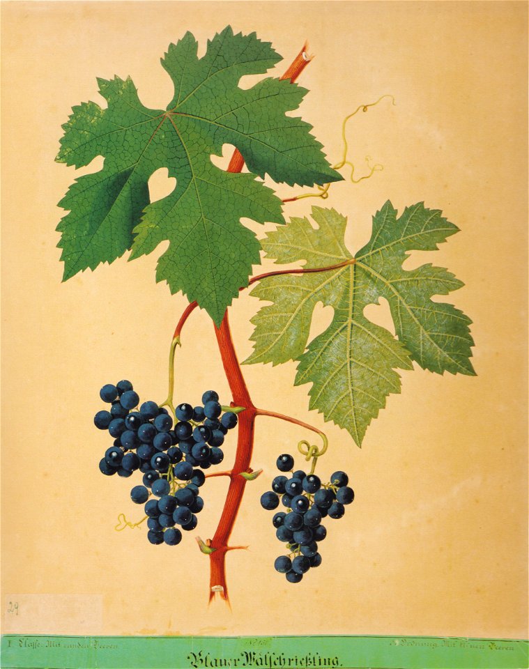Kreuzer Ampelographie 082 Blauer Wälschrießling