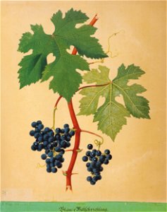 Kreuzer Ampelographie 082 Blauer Wälschrießling