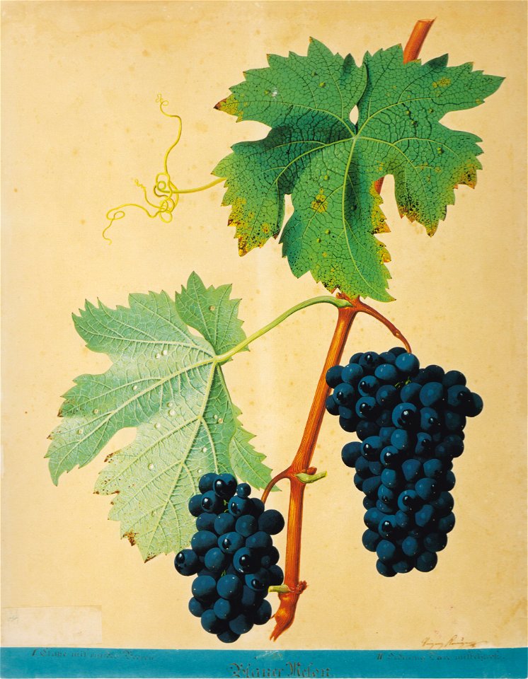 Kreuzer Ampelographie 076 Blauer Melon
