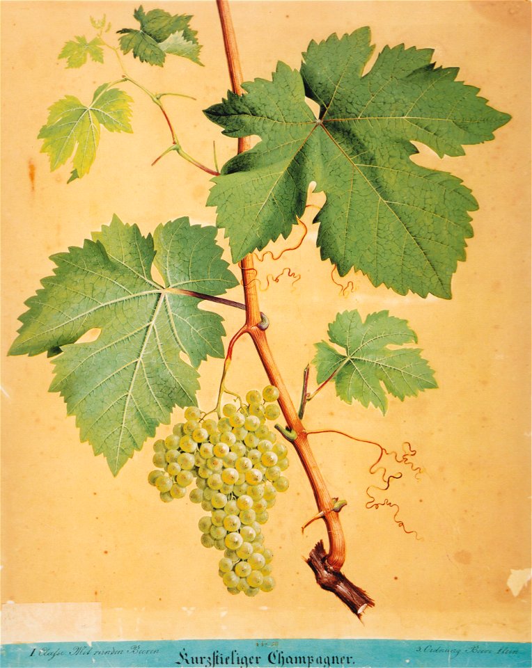 Kreuzer Ampelographie 084 Kurzstieliger Champagner