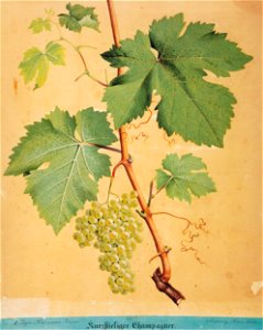 Kreuzer Ampelographie 084 Kurzstieliger Champagner