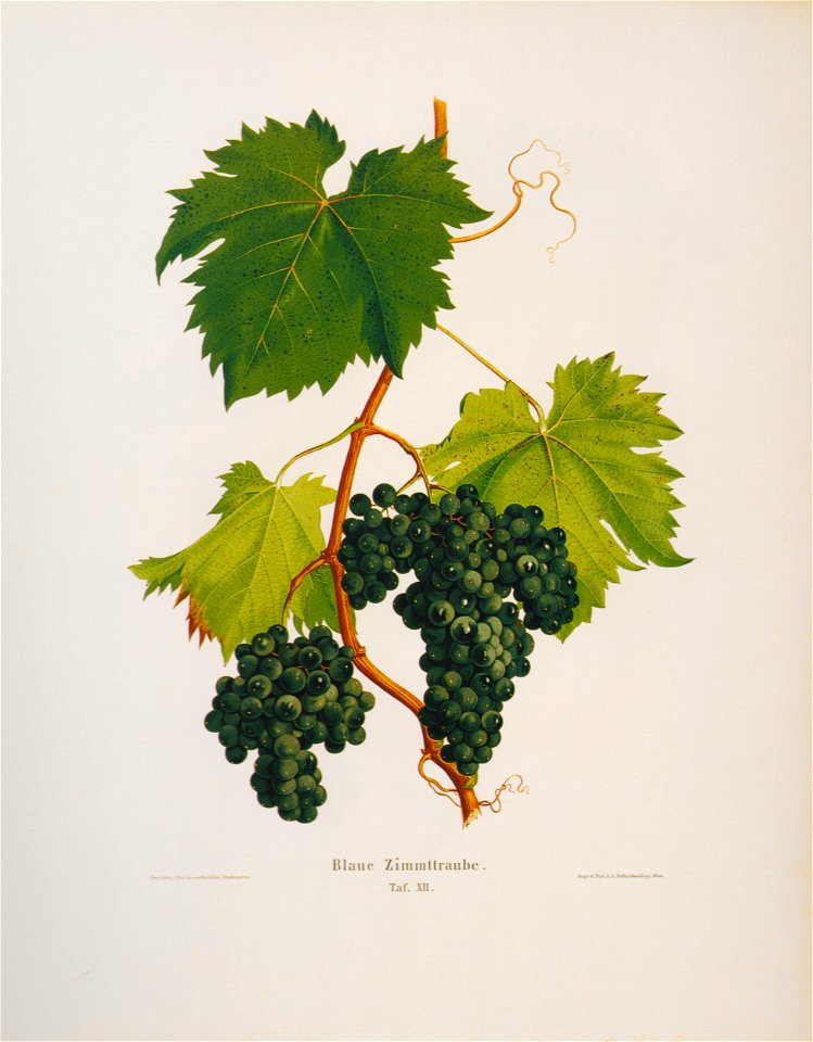 Kreuzer Ampelographie 138 Blaue Zimmttraube
