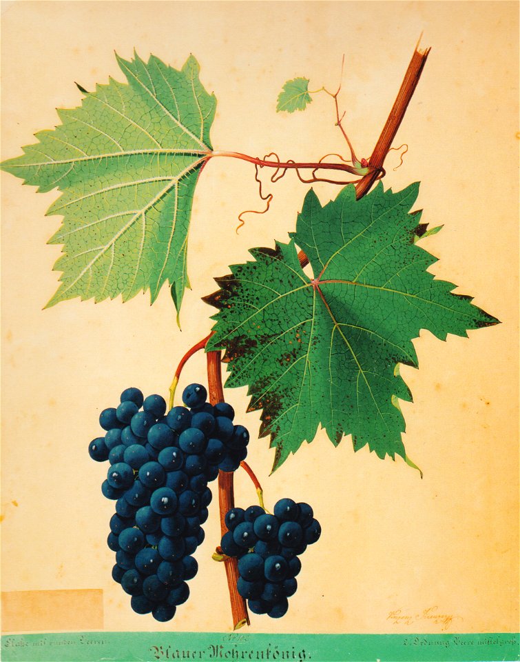 Kreuzer Ampelographie 071 Blauer Mohrenkönig