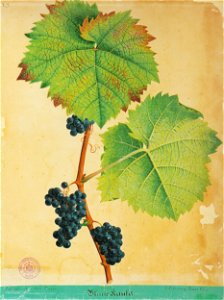 Kreuzer Ampelographie 079 Blaue Kauka