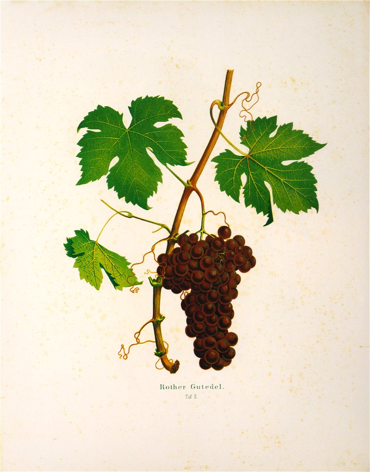 Kreuzer Ampelographie 128 Rother Gutedel