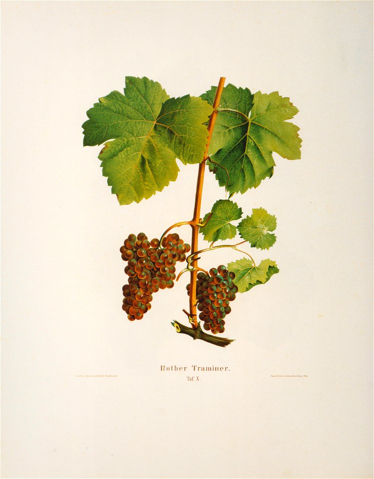 Kreuzer Ampelographie 136 Rother Traminer