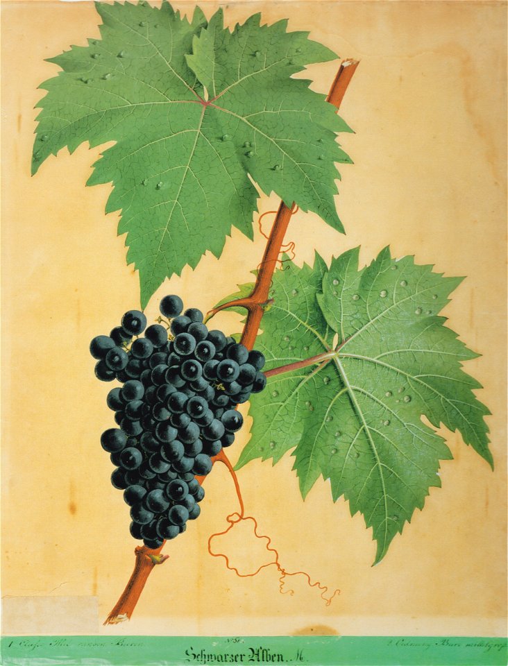 Kreuzer Ampelographie 042 Schwarzer Alben