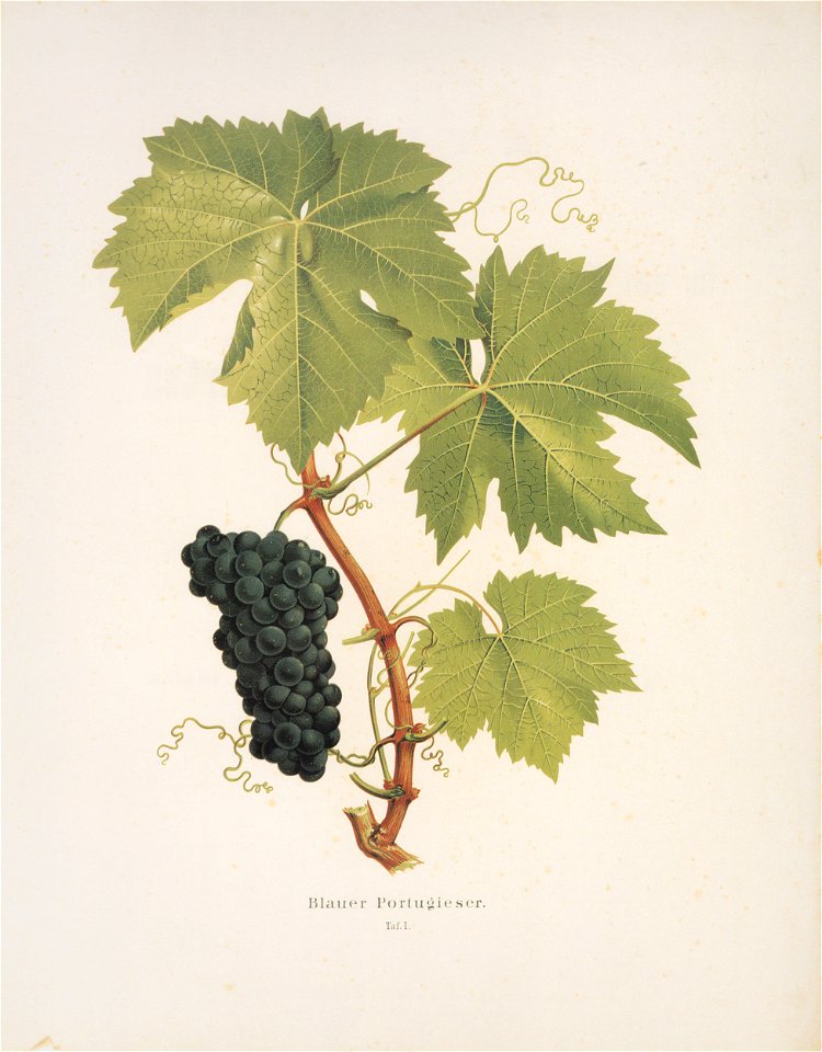 Kreuzer Ampelographie 127 Blauer Portugieser
