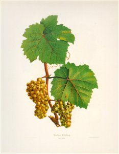 Kreuzer Ampelographie 143 Weißer Elbling