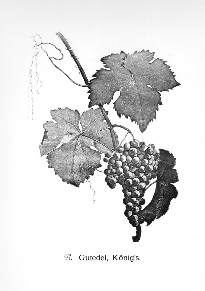 Kreuzer Ampelographie 159 König's Gutedel