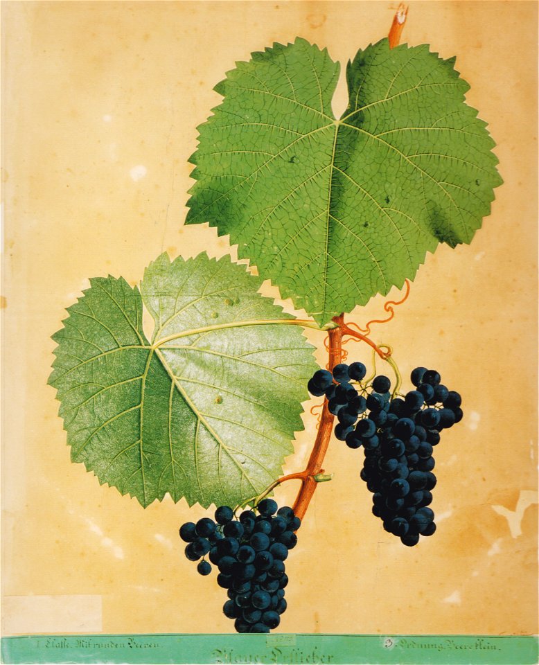 Kreuzer Ampelographie 090 Blauer Ortlieber