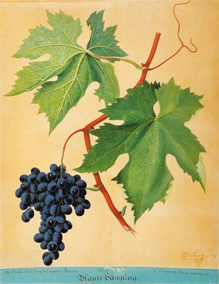 Kreuzer Ampelographie 114 Blauer Hängling