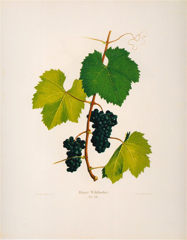 Kreuzer Ampelographie 146 Blauer Wildbacher
