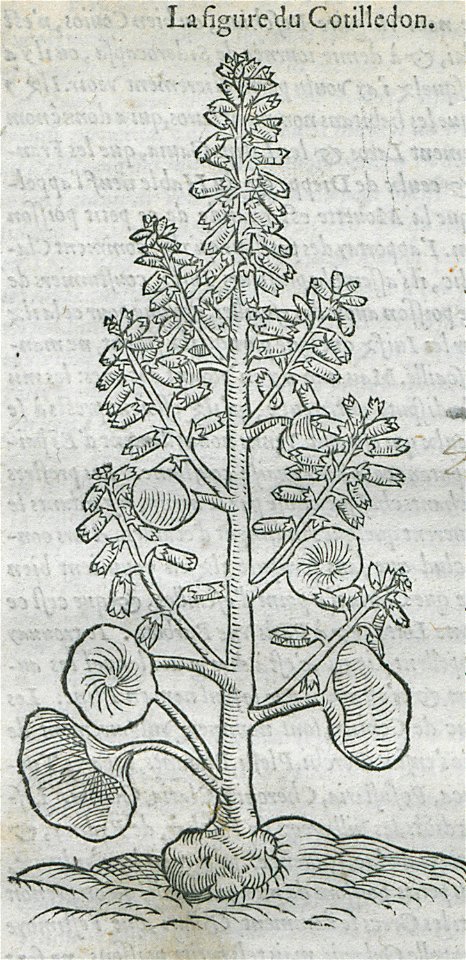 La figure du Cotilledon - Belon Pierre - 1554