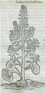 La figure du Cotilledon - Belon Pierre - 1554