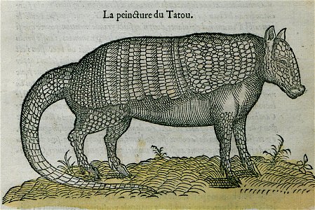 La peinture du Tatou - Belon Pierre - 1554