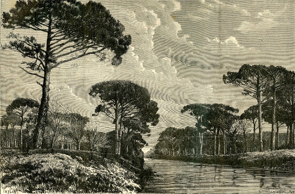 La pineta di Ravenna che si vuole bonificare – Il Viale dei Poeti