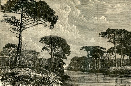 La pineta di Ravenna che si vuole bonificare – Il Viale dei Poeti