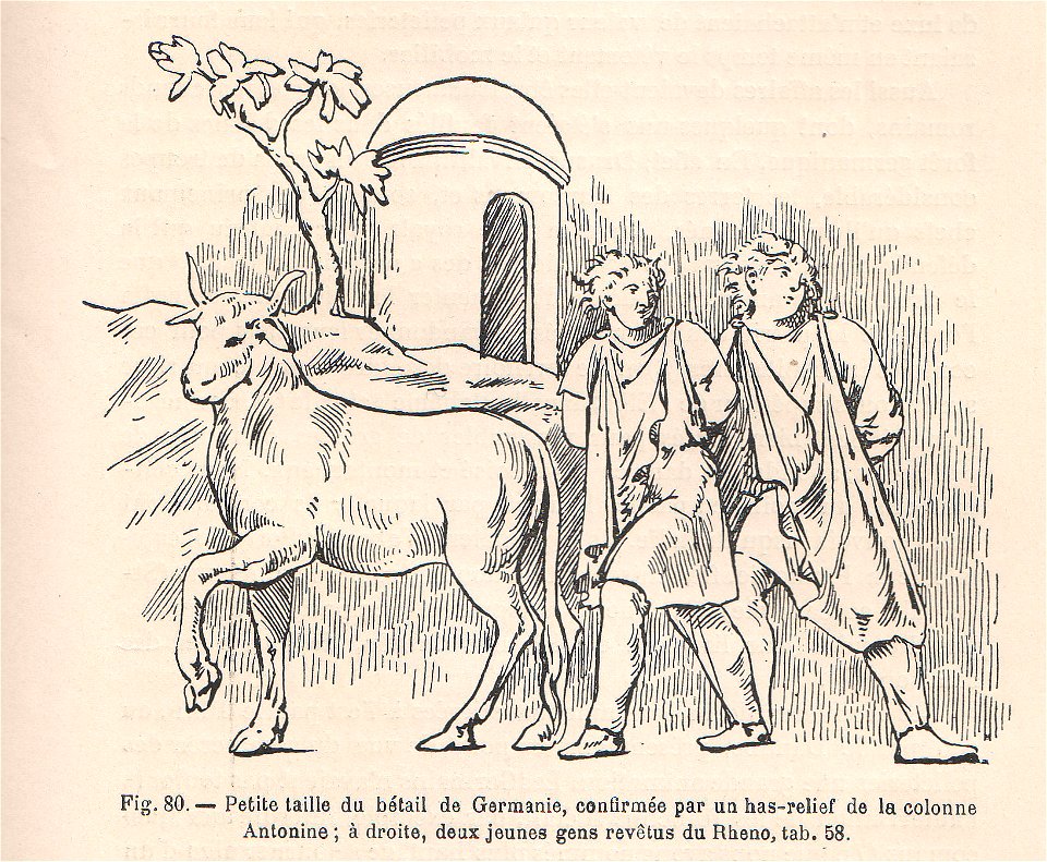 La pelleterie et le vêtement de fourrure dans l'antiquité (page 211)