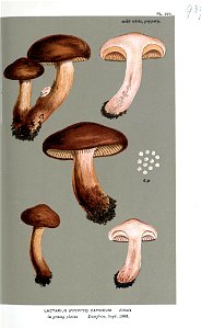 Lactarius capsicum-Cooke