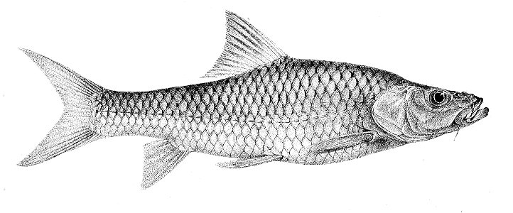 Labeobarbus progenys