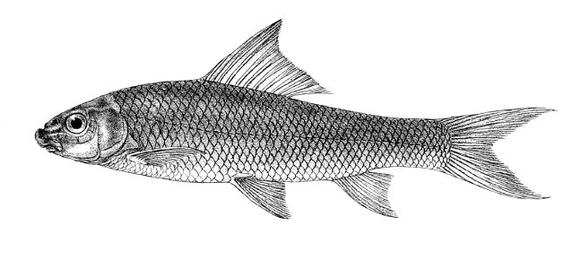 Labeo diplostomus Mintern 129