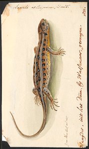 Lacerta stirpium - 1753-1834 - Print - Iconographia Zoologica - Special Collections University of Amsterdam - UBA01 IZA1000200