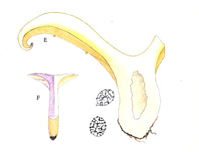 Lactarius flavidus Tab 170 . Lange