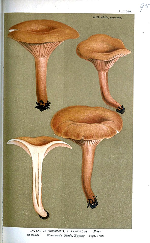Lacatarius aurantiacus-Cooke