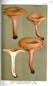 Lacatarius aurantiacus-Cooke