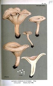 Lactarius glyciosmus-Cooke