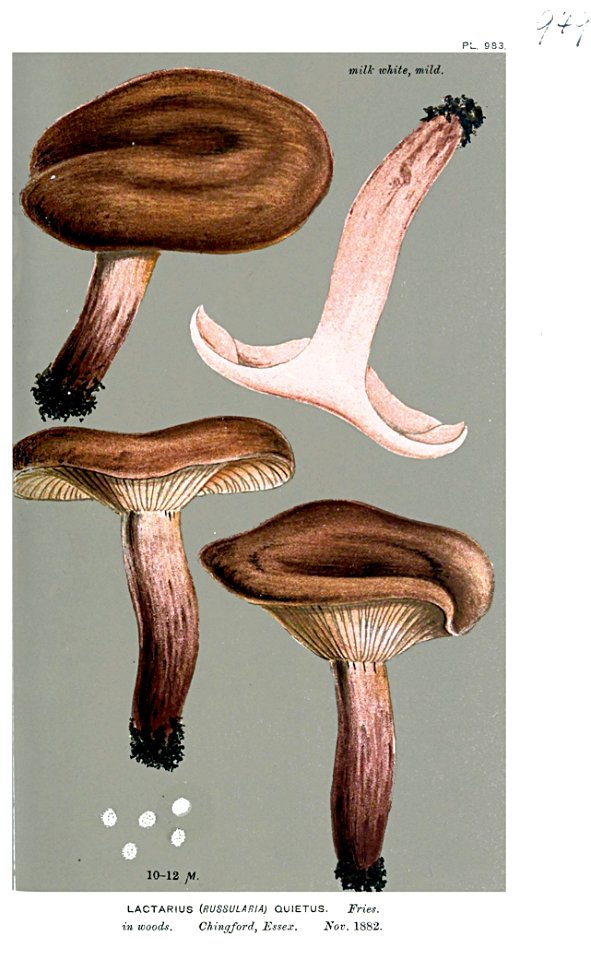 Lactarius quietus-Cooke