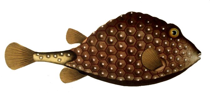 Lactophrys triqueter1